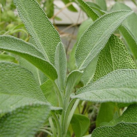 Broad Leaf Sage Seeds salvia Officinalis Packet of 25 Seeds - Etsy