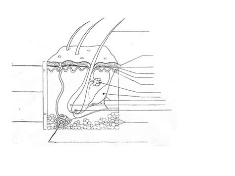 Skin Diagram Part Layers Of Skin Diagram Quizlet