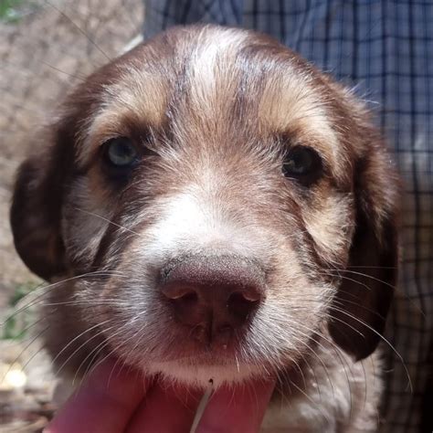 Nueva Vida Adopciones On Twitter Madrid Rolex Ha Sido Abandonado