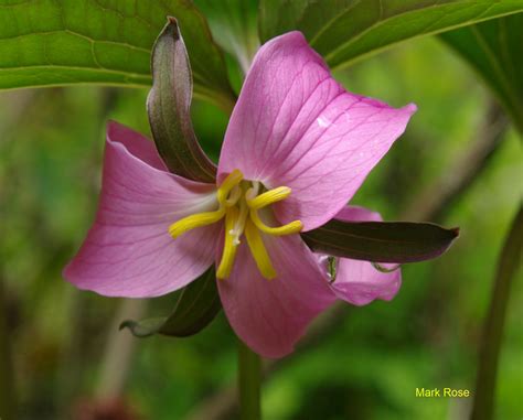 Plants North Carolina Native Plant Society