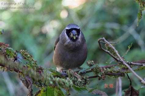 Grey Headed Bmllfinch Pyrrhula Erythaca Photo Thchang Photos At