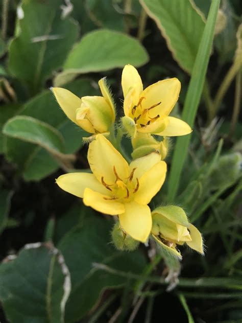 Shiny Stargrass From Uthungulu KwaZulu Natal South Africa On