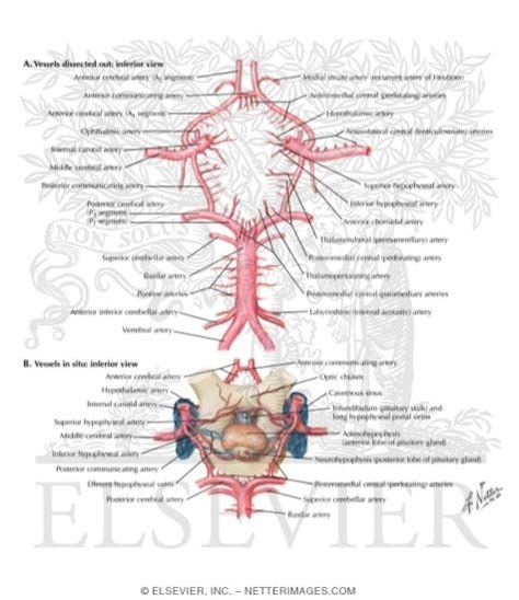 Cerebral Arterial Circle Willis Circle Of Willis Schematic Of The Circle Of Willis