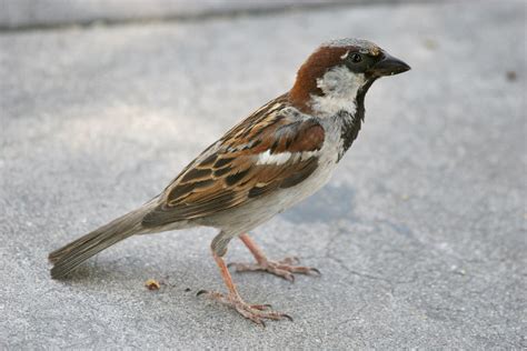 House Sparrow, Passer domesticus