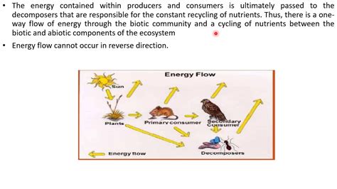 What Is The Difference Between Consumers Producers And Decomposers