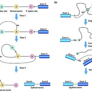 Pdf Rna Targeting Splicing Modifiers Drug Development And Screening