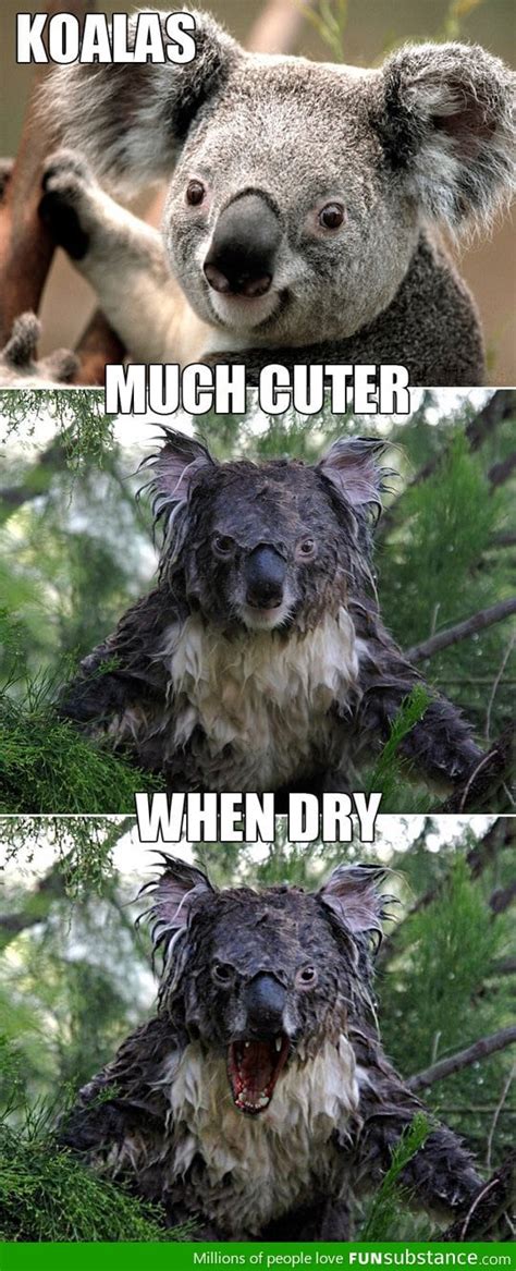 Water Makes Koalas Angry Funsubstance