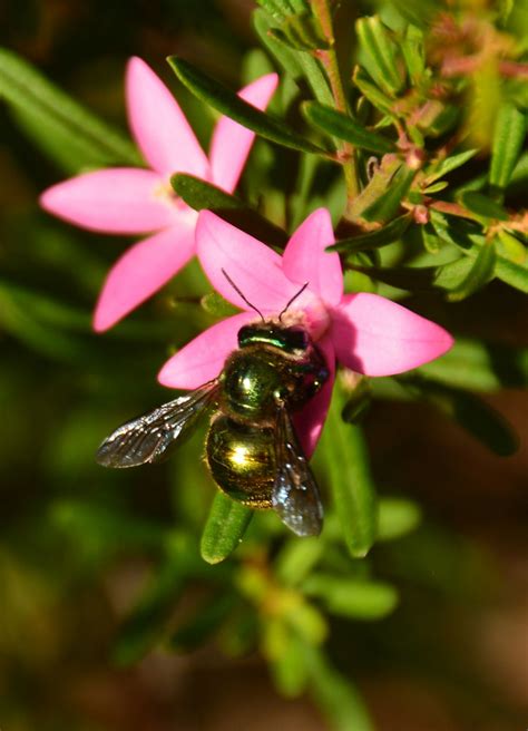 Green Carpenter Bee Xylocopa Lestis Aeratus Flower Crow Flickr