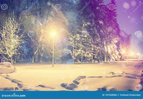 Wonderful Winter Landscape Winter Scenery Snow Covered Frosty Trees