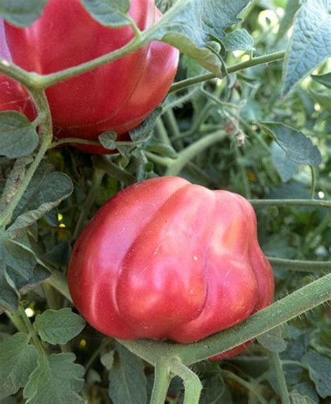 10 Heirloom Oaxacan Pink Tomato Seed Sweet Juicy USA Fast Ship