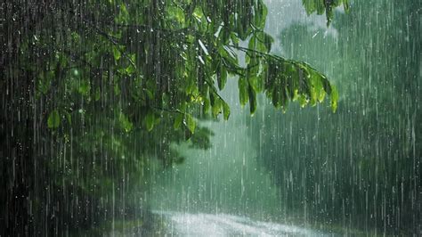 Barulho De Chuva E Trovoadas Na Folhagem Para Dormir Asmr Chuva Para