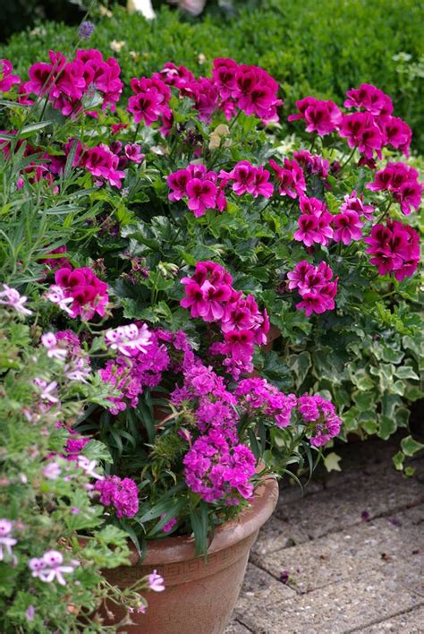 Géranium Des Balcons Guide Pratique La Terre Est Un Jardin