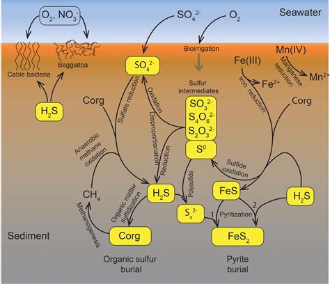 Frontiers The Biogeochemical Sulfur Cycle Of Marine Sediments