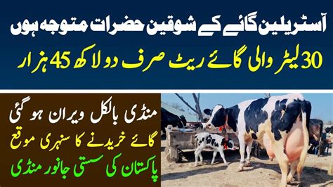 Imported Holstein Fresian Cows Price In Pakistan Malumor Mandi Jhang