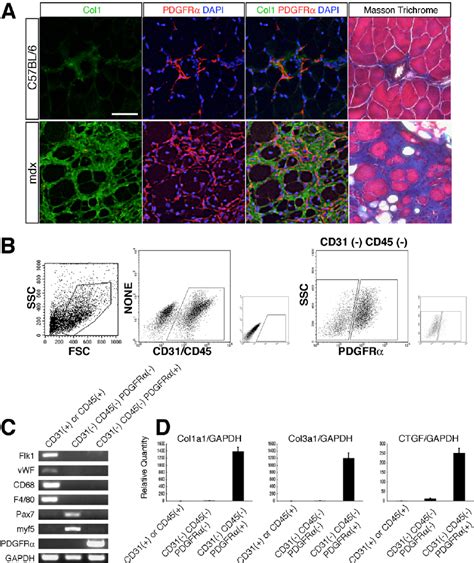 Pdgfr A Cells Accumulate And Fibrosis Markers Are Detected In Only