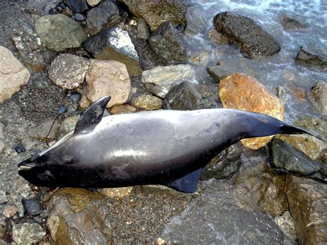 Harbor Porpoise – "OCEAN TREASURES" Memorial Library