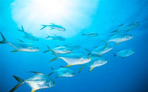 Canta Dar A Entender Cantante Caracteristicas De Las Aguas Oceanicas