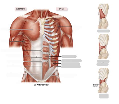 muscles of the abdominal wall Diagram | Quizlet