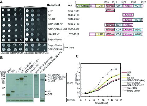 Expression Of Lrrk2 Domain Fragments Reduces The Viability Of Yeast