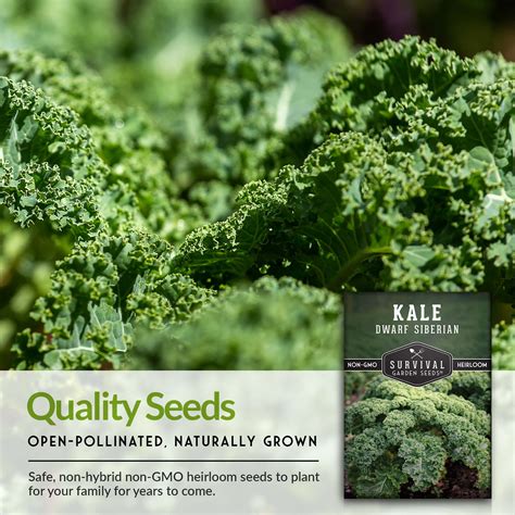 Dwarf Siberian Kale Seed For Planting Survivalgardenseeds