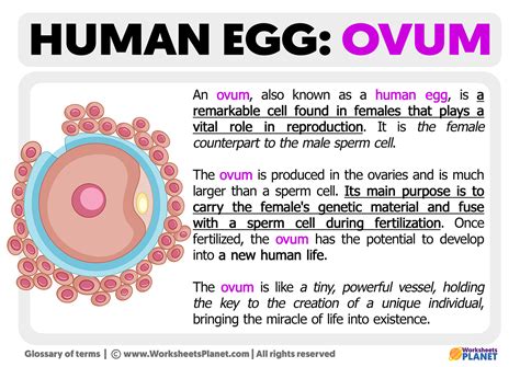 Real Human Egg Cell