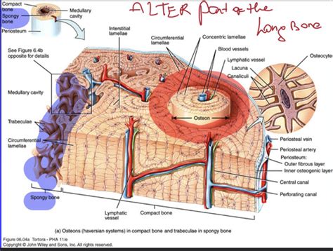 Histo Bone Tissue Flashcards Quizlet