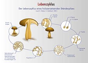 Grundf Uletypen Schulungs Cd Produkte Deritec Knowhow Baum Und Holz