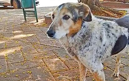 Cachorro Que Encontrou T Mulo De Tutor Em Cemit Rio Continua No Local