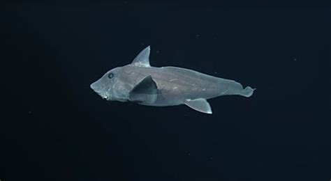 Scientists Film Ghost Shark With Retractable Sex Organ On Its Head