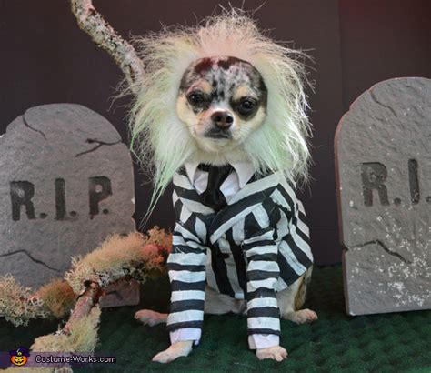 Beetlejuice Dog Costume