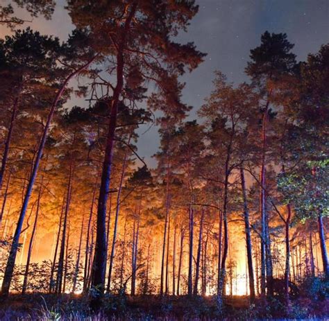 Nach dem Waldbrand was Feuer für Natur bedeutet WELT