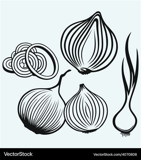 Red onion bulb and rings Royalty Free Vector Image