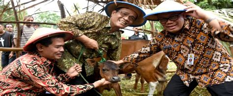 Panen Seribu Ekor Pedet Di Kupang Moment Update Trobos Livestock