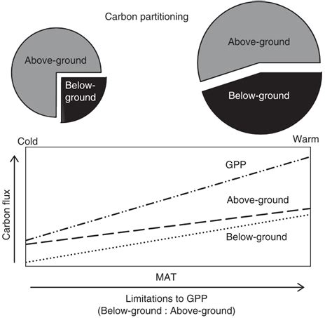 Carbon Fixation And Belowground Allocation Soil Carbon Information Hub