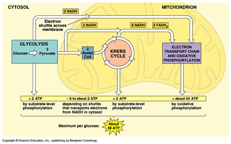 Cellular Respiration And Fermentation Biology Corner