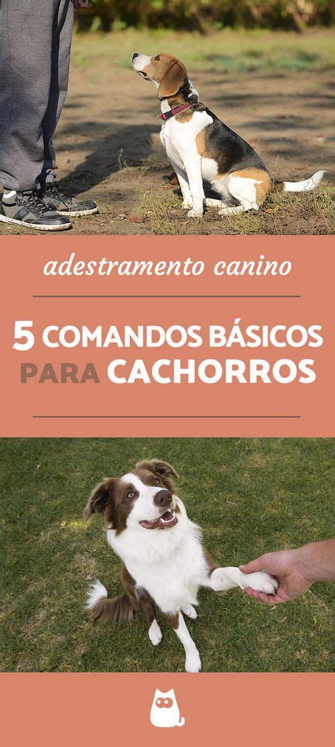 Comandos B Sicos Para Cachorros Artofit