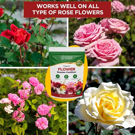 Rose Grow Fertilizer