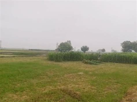 Monsoon Is Active Again In Haryana Rain Climate हरियाणा में मानसून