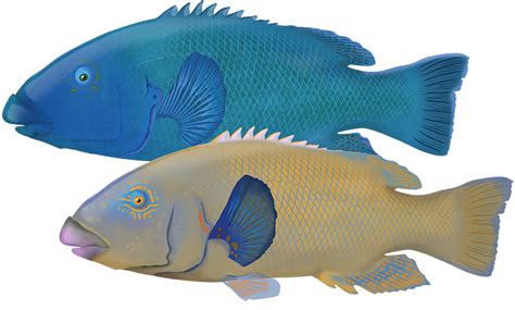 Eastern Blue Groper Achoerodus Viridis Marinewise