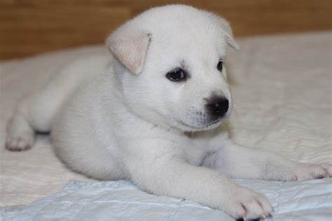 Jindo Puppies: A Complete Guide for New Owners