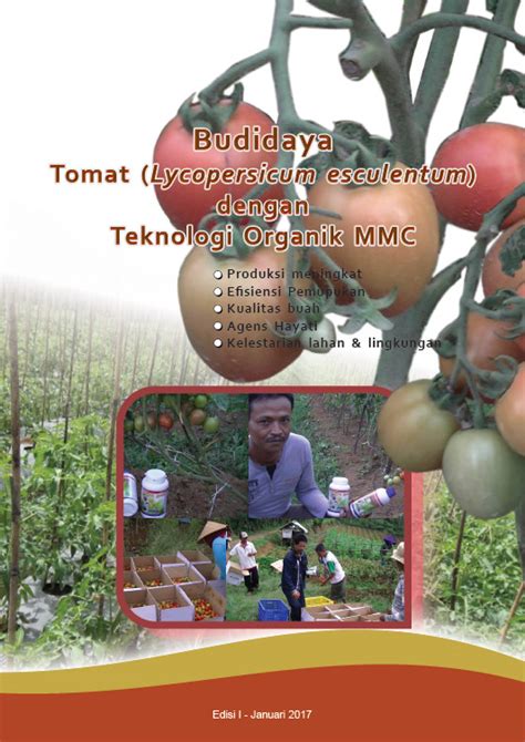 Modul Budidaya Tomat Lycopersicum Esculentum Agrokompleks Kita