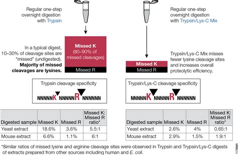 Trypsin Digestion Archives Promega Connections