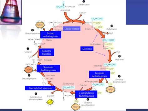 Ciclo De Krebs Ppt