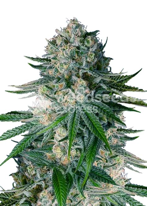 White Widow Regular Seeds Strain Info White Widow Regular Seeds Weed