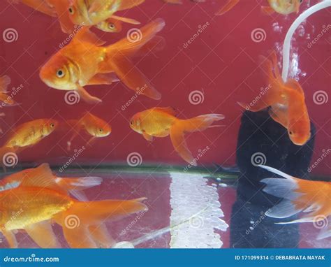 Goldfish in a Aquarium Pet Store Stock Photo - Image of eggs, apot ...