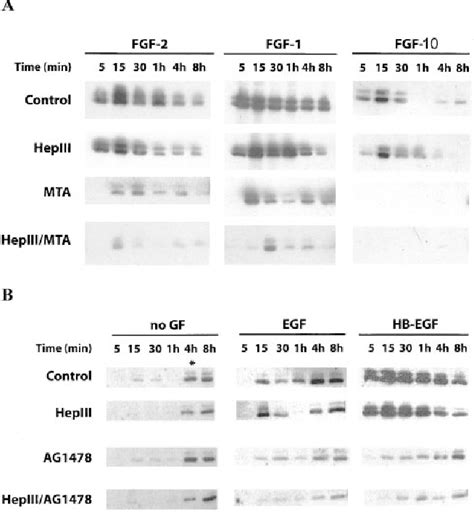 Figure From Heparan Sulfate Proteoglycans Function As Receptors For