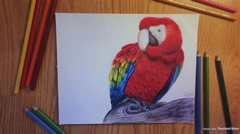 Drawing A Scarlet Macaw Youtube