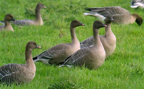 Pink Footed Goose British Waterfowl Association