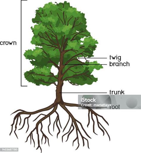 Parties De La Plante Morphologie Du Chêne Avec Couronne Verte Système