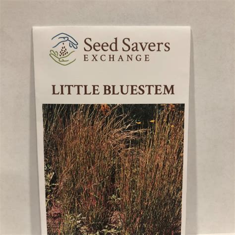 Little Bluestem - Prairie Native – Firefly Farm and Mercantile